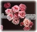 Rosalinde / Strauchrose