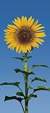 Sunflower Wall Mural