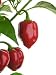 Capsicum Chinense 'habanero' (red) - 24