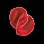 Scratch My Back ~ Peter Gabriel