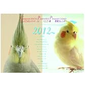 コンパニオンバード インコ 鳥A4写真カレンダー2012