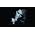Thumbnail image of Miley Cyrus