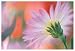Silvery Aster Art Print Poster by Karin Connolly