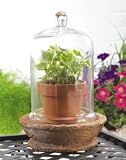 Outdoor Living : Glass Dome Bell Jar Cloche Terrarium with Terra Cotta Base