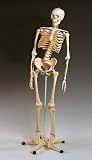 Plastic Human Adult Skel Flx-A15 with Free Set of Bone Pens