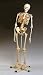 First quality skeleton has a flexible spine which holds bending positions Articulating joints allow for movement Spine includes nerve branches and vertebral artery Includes rolling stand, dust cover and skeletal system chart 3B Scientific GmbH