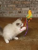 Kitty Teaser Chirpy Octopus