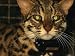 A Captive Leopard Cat with a Tracking Collar Animal Photographic Poster Print, 24x32