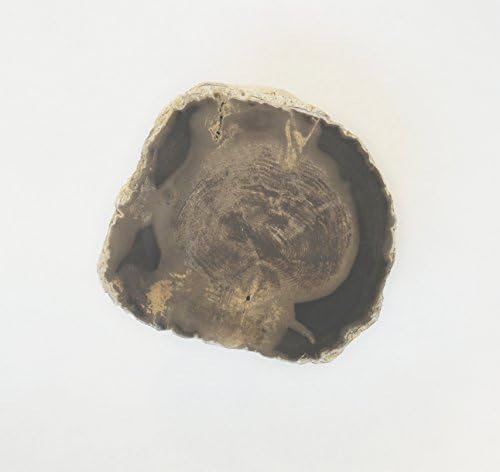 Dicot Petrified Wood 31 Million Years Old Little Butte Volcanic Formation Oregon 21