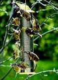 Finch Thistle Nyjer Bird Feeder