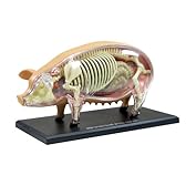 スカイネット 立体パズル 4D VISION 動物解剖 No.01 豚解剖モデル