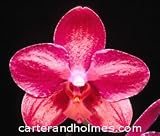Phal. Brother Precious Stones 