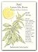 Basil Lemon Mrs. Burns Heirloom Seeds 400 Seeds