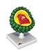 This model of the HI-Virus Acquired Immune Deficiency Syndrome, enlarged millions of times, shows the outer lipid membrane with protein structures, and the internal nucleus which contains the viral hereditary matter (RNA). The nucleus is removable and condoms can be put underneath to provide a message regarding measures to take in protecting against HIV. Delivered without condoms. Mounted on base.
