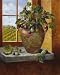 Figs In Tuscany Art Print Poster By Nancy Wiseman, 8