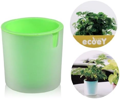 Activated Carbon Hydrocotyle Vulgaris Potted Plant