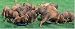 Rhodesian Ridgeback Puppies 1000 Piece Panorama Puzzle