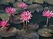 Burma, Sittwe, Beautiful Lotus Flowers Bloom in Rainwater Pond on Outskirts of Sittwe, Myanmar Photographic Poster Print by Nigel Pavitt, 40x30