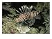 A Close-up of a Lionfish (Genus Pterois) Swimming in the Red Sea, Photographic Print by Peter Carsten, 40x30