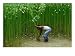 Farmer Harvesting Jute, Tangail,Dhaka, Bangladesh Photographic Poster Print by Richard I'Anson, 16x12