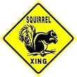 SQUIRREL CROSSING sign * street animal zoo
