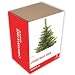 Gift Republic , Grow It , Grow Your Own Christmas Tree