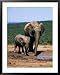 African Elephants, Loxodonta Africana, Mother and Young, Eastern Cape, South Africa Framed Art Poster Print by Ann & Steve Toon, 31x39