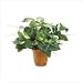 EVERGREEN POTTED IVY