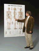 Skeletal System Anatomical Chart (Giant Size 42