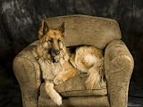 German Shepherd on Leather Chair in Studio Photographic Poster Print by David Edwards, 32x24