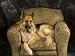 German Shepherd on Leather Chair in Studio Photographic Poster Print by David Edwards, 16x12