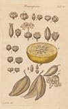 GIANT Wall Sticker of: SEED Study of Plants, Plate 80 Illustration by John Miller Botanical Studies from 1789 Featured plants: Stichwort, Lobelia (Cardinal ), Spurge, Tree Primrose, Pitcher Plant, Birthwort, Rose , Orange, Flax, Dog's Mercury, Rose Plantain, Garden Balsam, Common Bladder Senna.