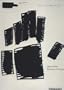 Jenny Holzer: Redaction Paintings