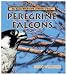 Peregrine Falcons (Wechsler, Doug. Really Wild Life of Birds of Prey.)