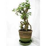 9GreenBox - SERRISA Snow Rose Indoor BONSAI Tree with 3.5" HandCraft Ceramic Pot