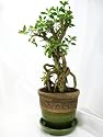 9GreenBox - SERRISA Snow Rose Indoor BONSAI Tree with 3.5" HandCraft Green Ceramic Pot