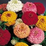Zinnia Seeds - Zinnia Oklahoma Mix