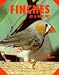 Finches As a New Pet