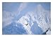 Skiplane Winging over Mount Saint Elias Art Photographic Poster Print by Michael Melford, 16x12