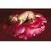 Schmidt Spiele - Puzzle 500 pièces - Anne Geddes : Bébé pivoine