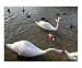 The Game Of The Swans - English Garden in Munich Animals Photographic Poster Print by Bel Phos, 20x16