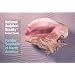 National Audubon Society Pocket Guide to Familiar Seashells (National Audubon Society Pocket Guides)