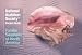 National Audubon Society Pocket Guide to Familiar Seashells
