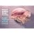 National Audubon Society Pocket Guide to Familiar Seashells (Audubon Society Pocket Guides)