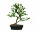 Brussel's Pyracantha Bonsai