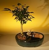 Ficus Oriental Bonsai Tree/Water Bonsai Pot<br><i>(ficus 'orientalis')</i>