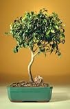 Ficus 