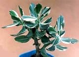 Sunset Jade Plant -Crassula- Easy to grow House Plant