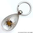 Real Insect Key Chain - Spiny Spider