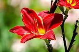 Red Lilies, Wholesale Bunch of 80 Flowers